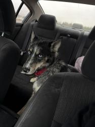 Found/Stray Male Dog last seen Off 920, Weatherford, TX 76088