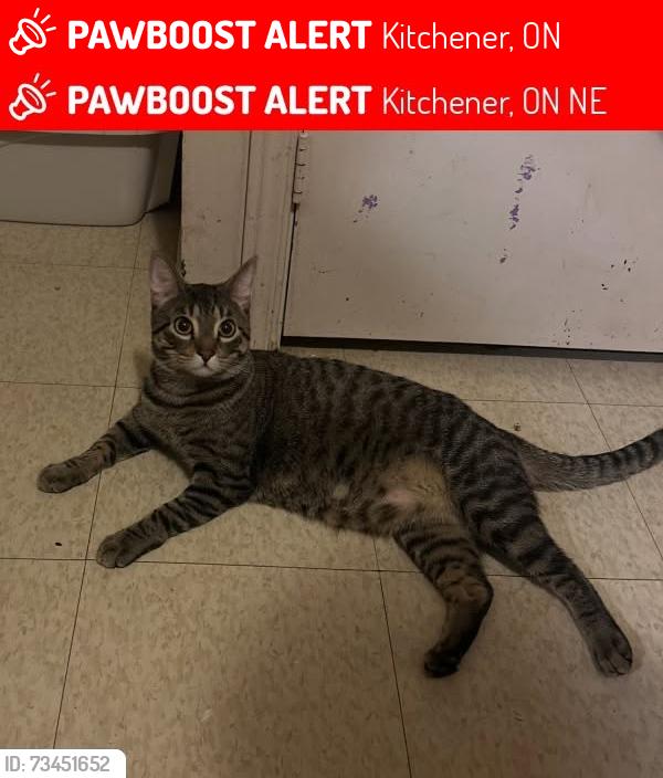 Lost Male Cat last seen Strasburg Road & Kingswood Drive, Kitchener, ON, Kitchener, ON 