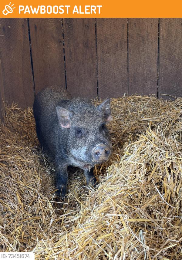 Found/Stray Male Other last seen Nassau Rd. & Jamaica Road, Lancaster Township, PA 17603