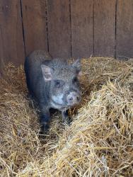 Found/Stray Male Other last seen Nassau Rd. & Jamaica Road, Lancaster Township, PA 17603