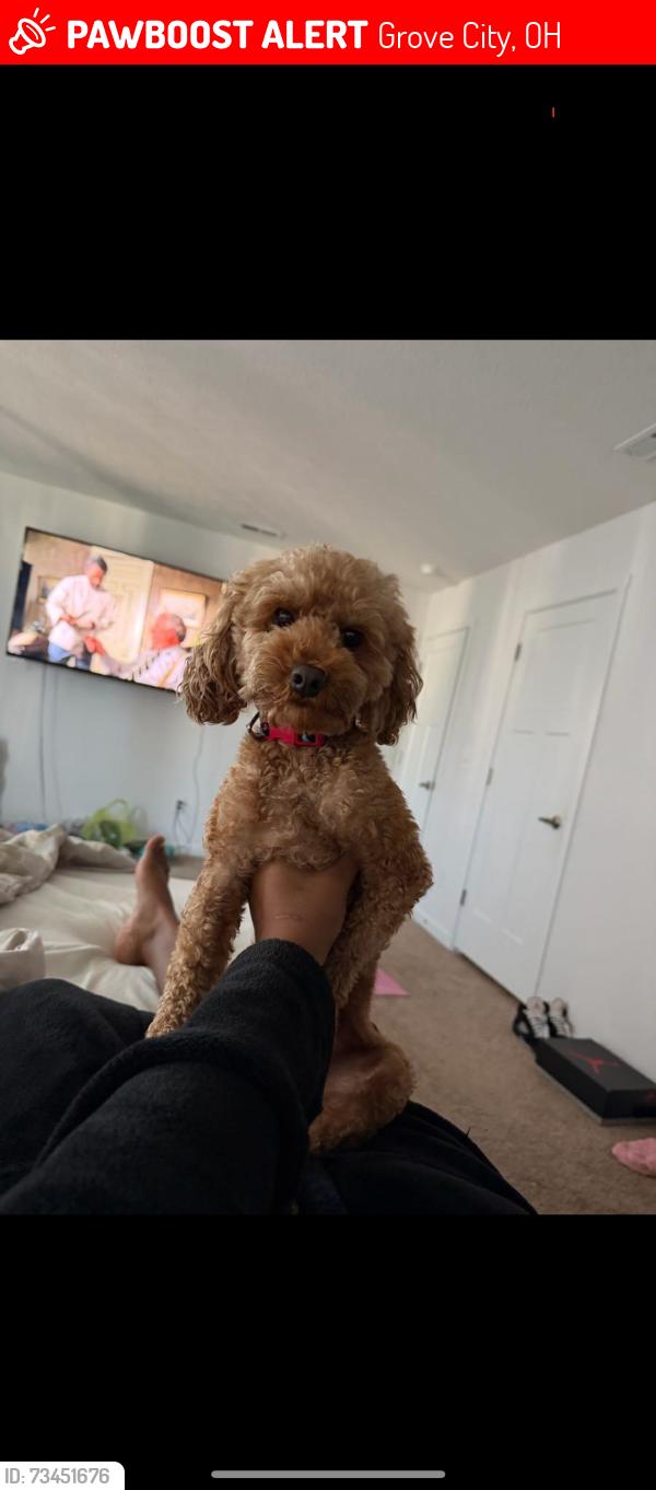 Lost Male Dog last seen Lazar rd, Grove City, OH 43123