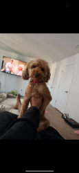 Lost Male Dog last seen Lazar rd, Grove City, OH 43123