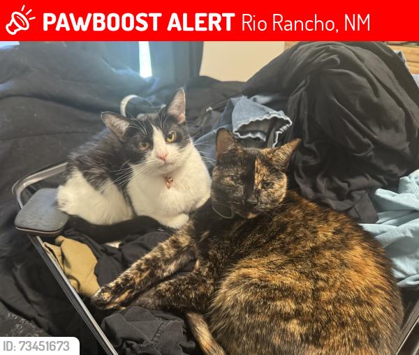 Lost Female Cat last seen Quay dr rio Rancho, Rio Rancho, NM 87144