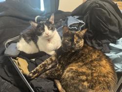 Lost Female Cat last seen Quay dr rio Rancho, Rio Rancho, NM 87144
