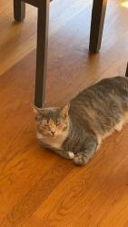Reunited Female Cat last seen Potter road, Matthews, NC 28104
