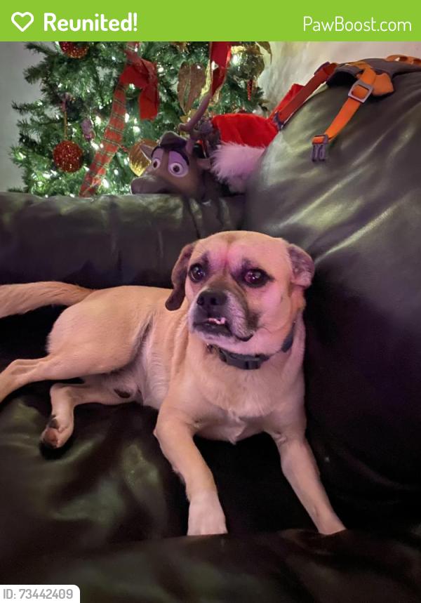 Reunited Male Dog last seen Paradise valley park, Phoenix, AZ 85032