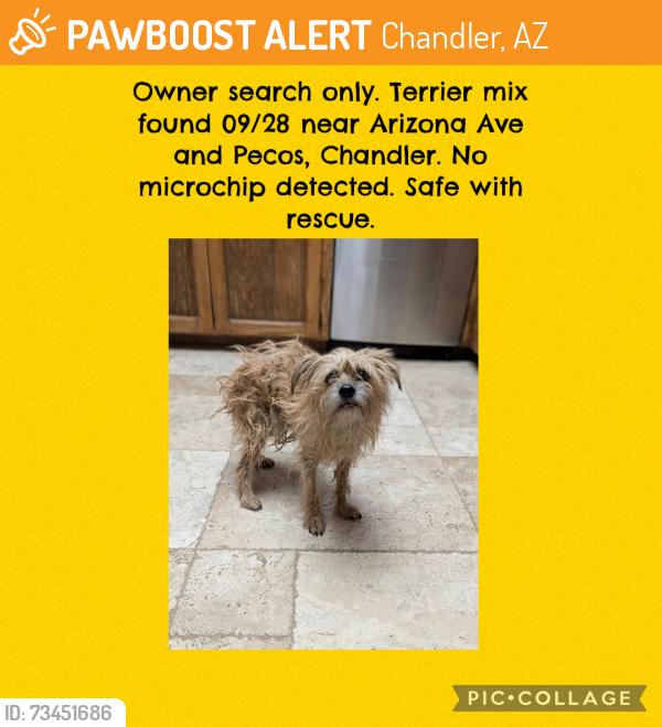 Found/Stray Unknown Dog last seen Arizona Ave and Pecos, Chandler, AZ 85225