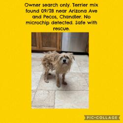 Found/Stray Unknown Dog last seen Arizona Ave and Pecos, Chandler, AZ 85225