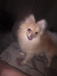 Reunited Female Dog last seen Ashbridge Ct, Spring TX 77379, Colony Creek Village, TX 77379