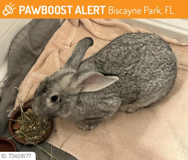 Found/Stray Unknown Rabbit last seen NE 118th Street, Biscayne Park, FL 33161
