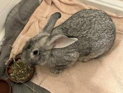 Found/Stray Unknown Rabbit last seen NE 118th Street, Biscayne Park, FL 33161