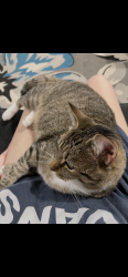Lost Male Cat last seen Sixth and Portals, Fresno, CA 93710