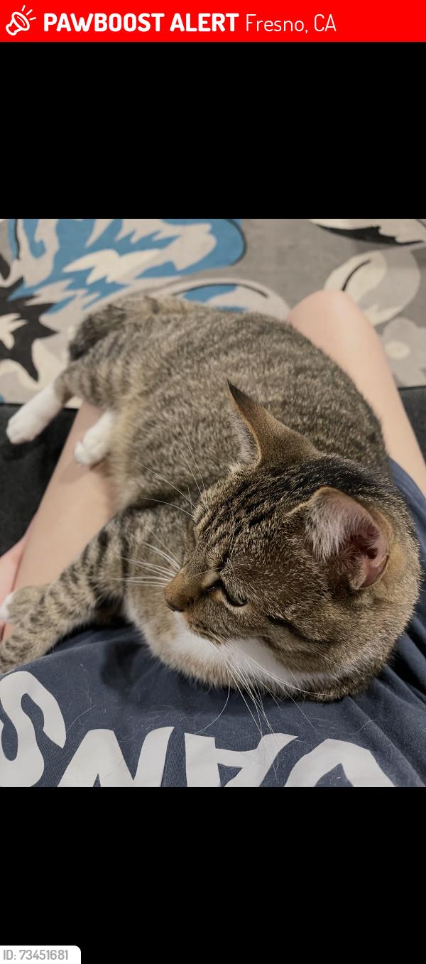 Lost Male Cat last seen Sixth and Portals, Fresno, CA 93710