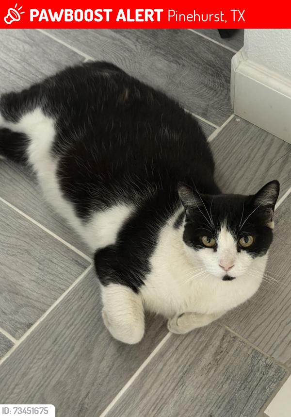 Lost Male Cat last seen Mill run dr, Decker Prairie, TX 77354
