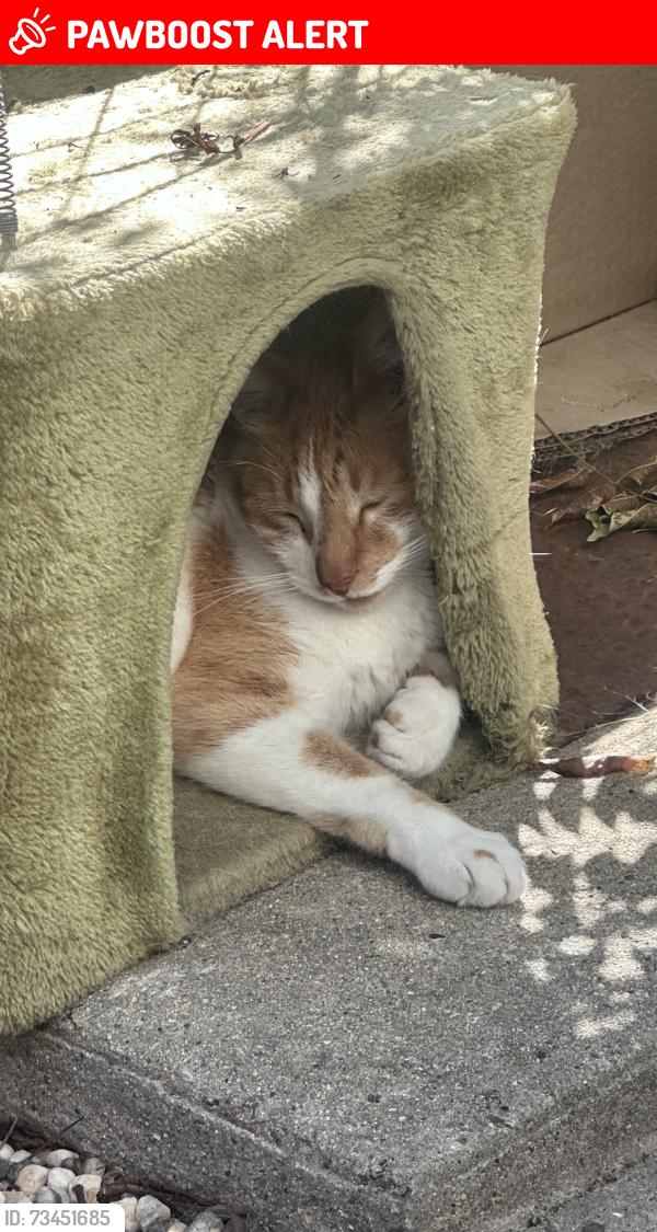 Lost Male Cat last seen Glenwood dr, Santa Cruz County, CA 95066