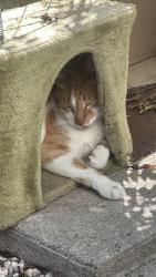 Lost Male Cat last seen Glenwood dr, Santa Cruz County, CA 95066