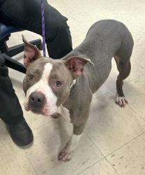 Found/Stray Female Dog last seen Edmund between Kent and Mackubin, Saint Paul, MN 55103