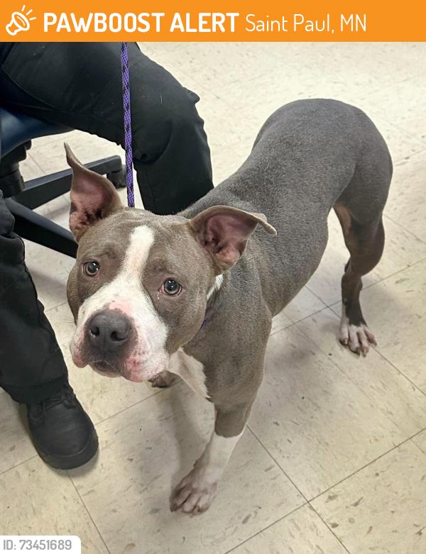 Found/Stray Female Dog last seen Edmund between Kent and Mackubin, Saint Paul, MN 55103