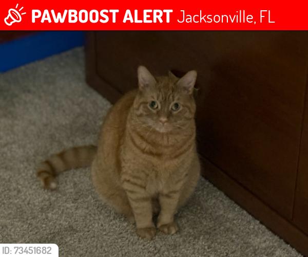 Lost Male Cat last seen Bell branch ln, Jacksonville, FL 32259