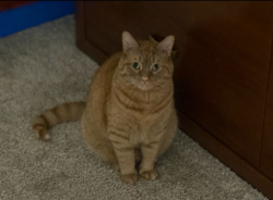 Lost Male Cat last seen Bell branch ln, Jacksonville, FL 32259
