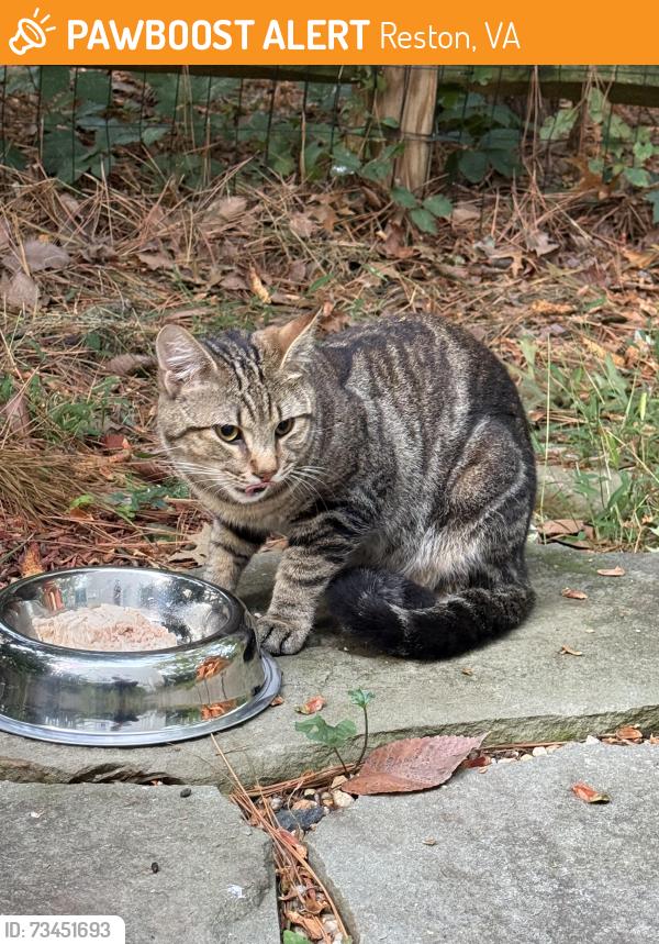 Found/Stray Unknown Cat last seen Noble Victory Lane, Reston, VA 20191