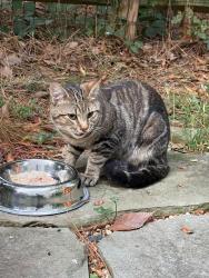 Found/Stray Unknown Cat last seen Noble Victory Lane, Reston, VA 20191