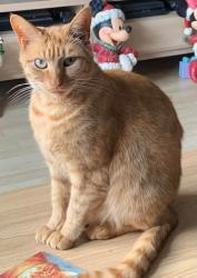 Lost Male Cat last seen Boxhill hp2 5yr, Highfield, England 