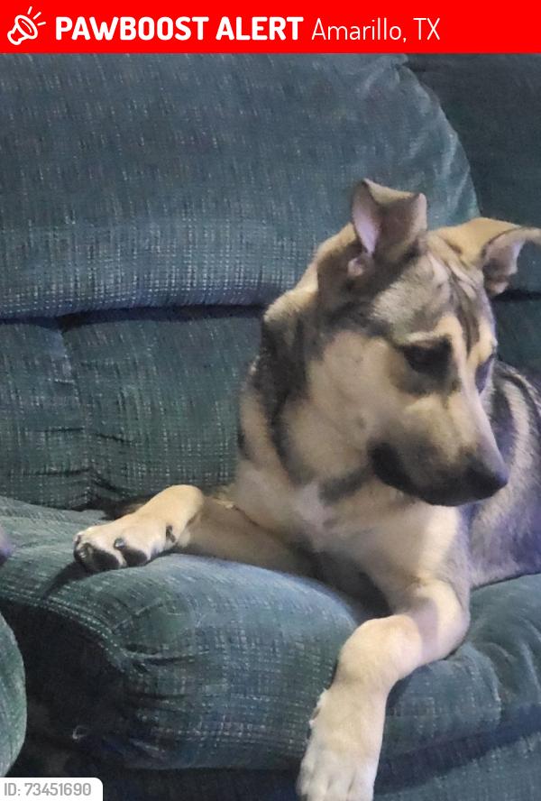 Lost Male Dog last seen 43rd and Washington behind the church and dollar general, Amarillo, TX 79110