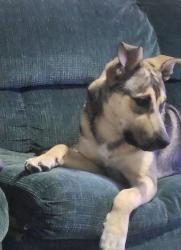 Lost Male Dog last seen 43rd and Washington behind the church and dollar general, Amarillo, TX 79110
