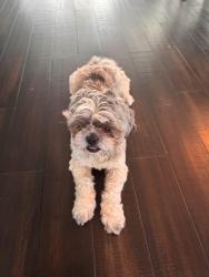 Found/Stray Male Dog last seen Crenshaw rd, Pasadena, TX 77504