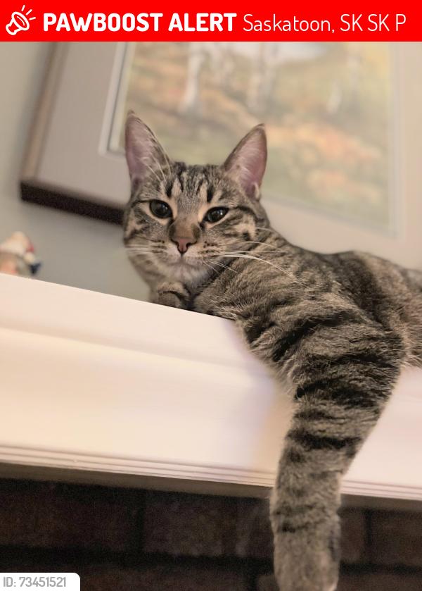 Lost Female Cat last seen 5th ave n and Duke st, Saskatoon, SK S7K 0P4