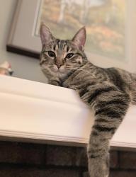 Lost Female Cat last seen 5th ave n and Duke st, Saskatoon, SK S7K 0P4