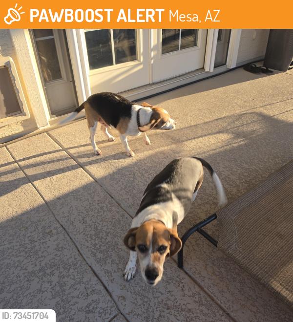 Found/Stray Unknown Dog last seen Ellsworth and Baseline Sierra Ranch neighborhood, Mesa, AZ 85209