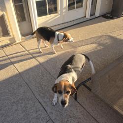 Found/Stray Unknown Dog last seen Ellsworth and Baseline Sierra Ranch neighborhood, Mesa, AZ 85209