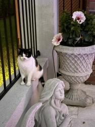 Lost Female Cat last seen Tete Lours Dr. & Vermillion in Beau Chene, Mandeville, LA 70471