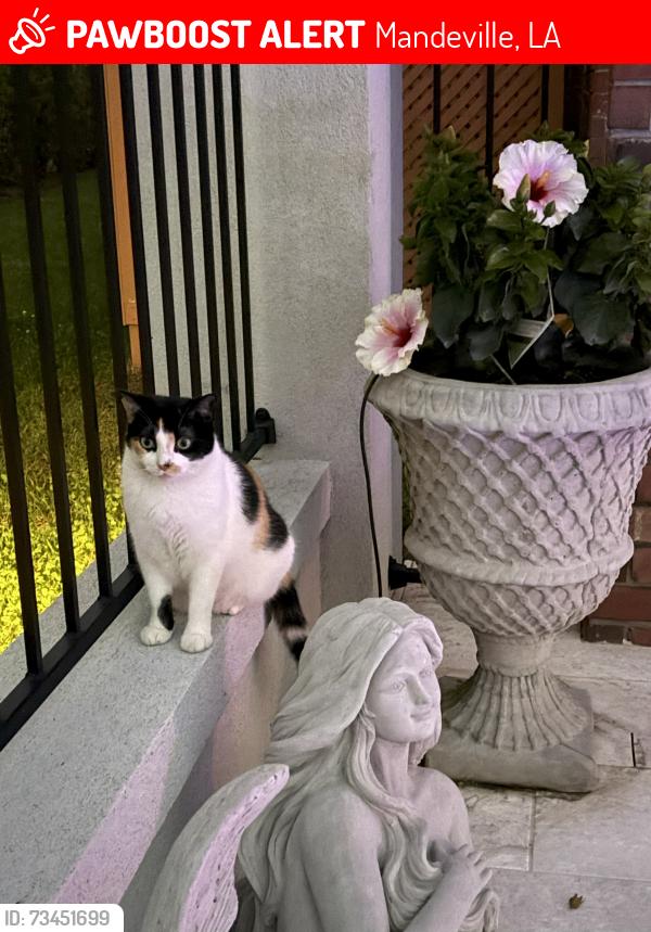 Lost Female Cat last seen Tete Lours Dr. & Vermillion in Beau Chene, Mandeville, LA 70471