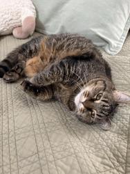 Lost Female Cat last seen Johnson Avenue, Mahwah, NJ 07430