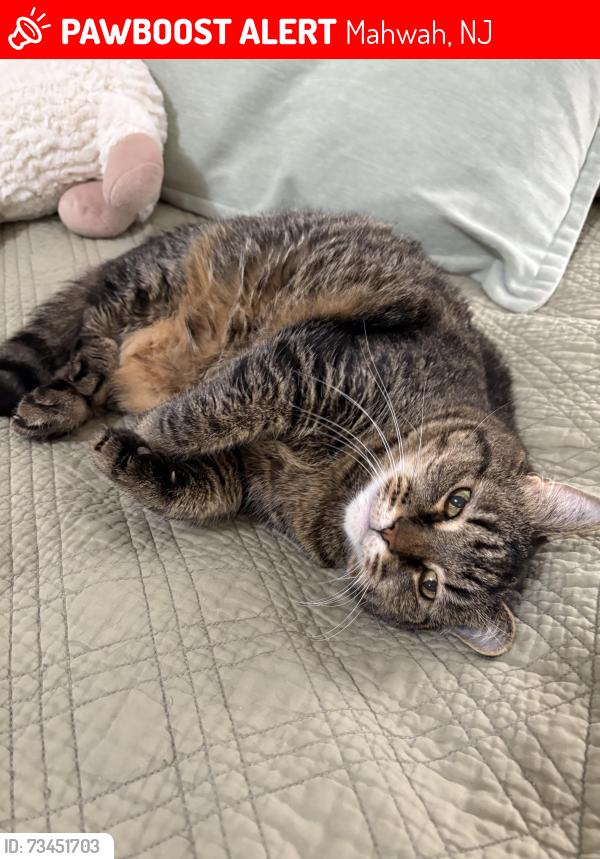 Lost Female Cat last seen Johnson Avenue, Mahwah, NJ 07430