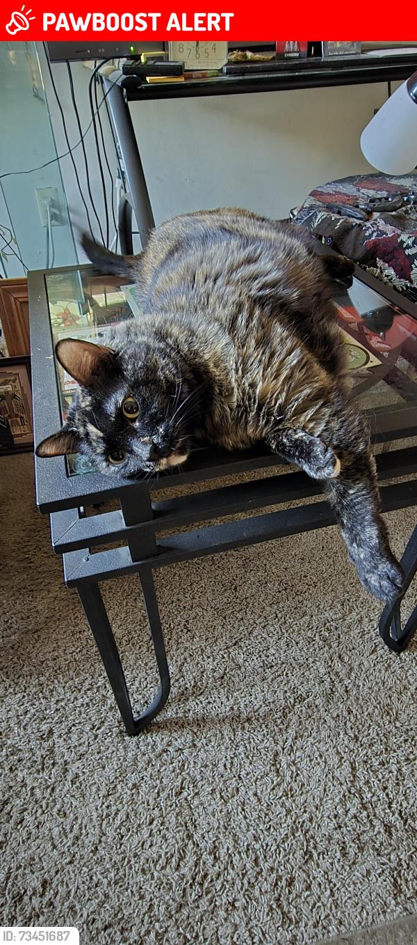 Lost Female Cat last seen 8th Street and Moreno Avenue, Colorado Springs, CO 80905