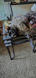 Lost Female Cat last seen 8th Street and Moreno Avenue, Colorado Springs, CO 80905