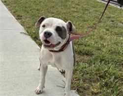 Shelter Stray Female Dog last seen Near, 5001 E Raymond St, Indianapolis, IN 46203, USA