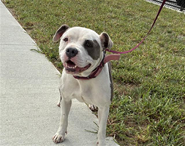 Shelter Stray Female Dog last seen Near, 5001 E Raymond St, Indianapolis, IN 46203, USA