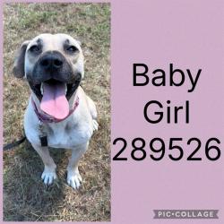 Shelter Stray Female Dog last seen MCKINLEY DR, 4214 Fulton Mill Rd, Macon, GA 31216, USA
