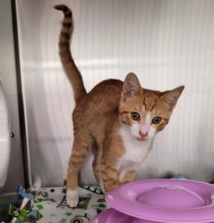 Shelter Stray Male Cat last seen Near BLOCK NEW YORK ST, DETROIT, MI 48224, 1431 E Ferry St, Detroit, MI 48211, USA