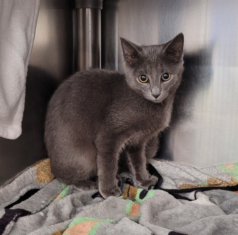 Shelter Stray Female Cat last seen Near BLOCK NEW YORK ST, DETROIT, MI 48224, 1431 E Ferry St, Detroit, MI 48211, USA
