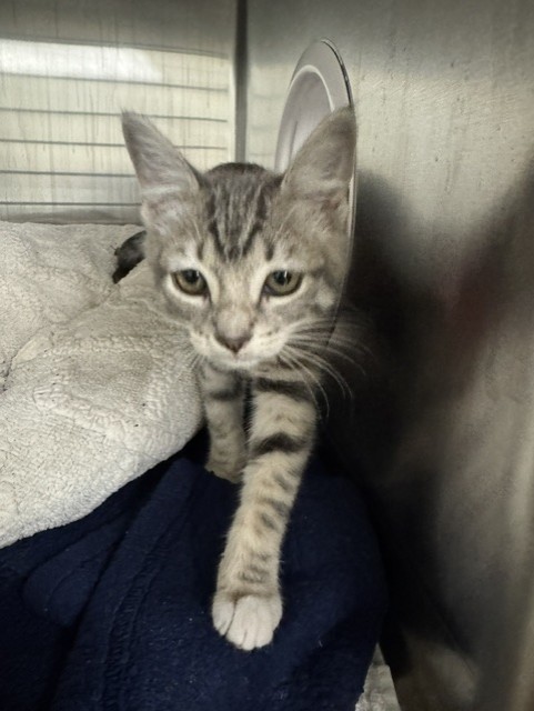 Shelter Stray Female Cat last seen SAN ANDREAS, 1950 Stevenson Blvd, Fremont, CA 94538, USA