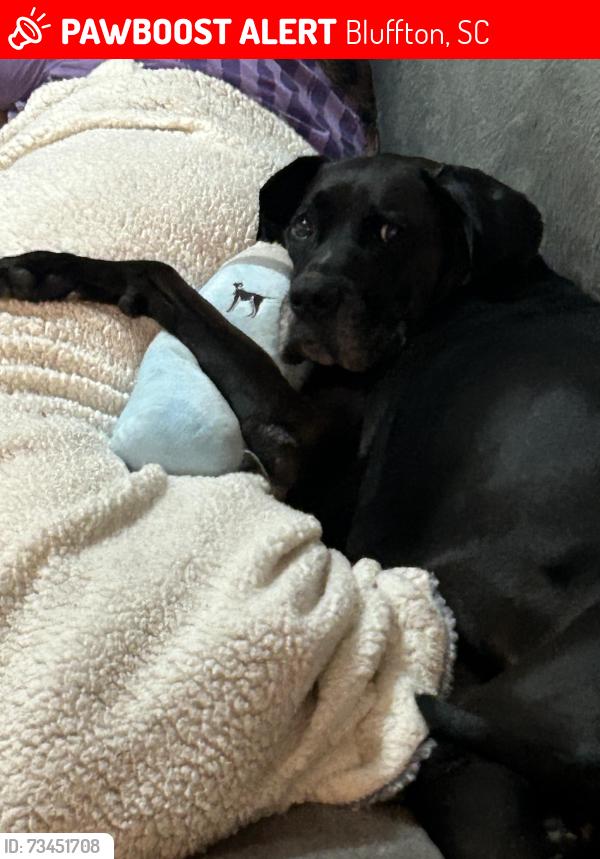 Lost Male Dog last seen Palmetto Bluff, Bluffton, SC 29910