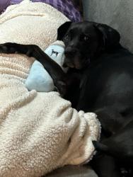 Lost Male Dog last seen Palmetto Bluff, Bluffton, SC 29910