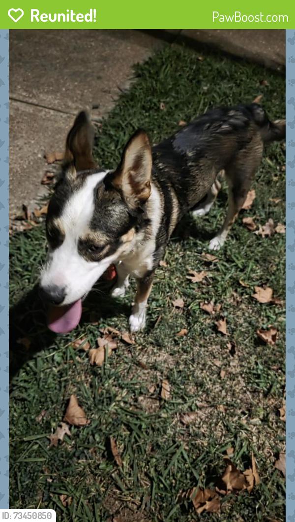 Reunited Male Dog last seen Watson and Fyler, St. Louis, MO 63139