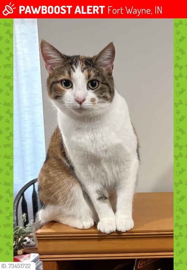 Lost Female Cat last seen Brentwood Elementary, Fort Wayne, IN 46805